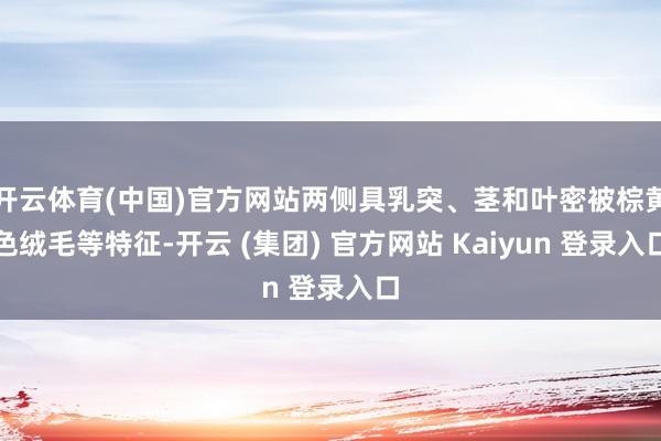开云体育(中国)官方网站两侧具乳突、茎和叶密被棕黄色绒毛等特征-开云 (集团) 官方网站 Kaiyun 登录入口
